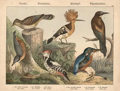 Spechte, Wendehals, Eisvögel, Dünnschnäbler. by Gotthilf Heinrich von Schubert, 1877 — digital art print download