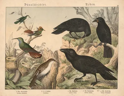 Dünnschnäbler, Raben by Gotthilf Heinrich von Schubert, 1877 — digital art print download