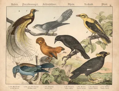 Raben, Paradiesvogel, Felsenhühner, Asseln, Kurkurk, Pirol by Gotthilf Heinrich von Schubert, 1877 — digital art print…