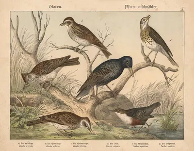 Staren, Pfriemenschnäbler by Gotthilf Heinrich von Schubert, 1877 — digital art print download