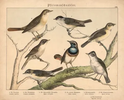Pfriemenschnäbler. by Gotthilf Heinrich von Schubert, 1877 — digital art print download