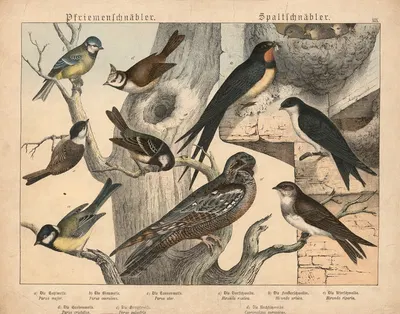 Pfriemenschnäbler, Spaltschnäbler by Gotthilf Heinrich von Schubert, 1877 — digital art print download