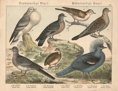 Taubenartige Vögel, Hühnerartige Vögel by Gotthilf Heinrich von Schubert, 1877 — digital art print download