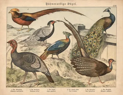 Hühnerartige Vögel. a) Der Silberfasan, b) Der Goldfasan, c) Der Argus, d) Der gemeine Pfau, e) Der Glanzpfau, f) Der…