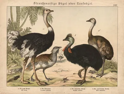 Straussenartige Vögel oder Laufvögel by Gotthilf Heinrich von Schubert, 1877 — digital art print download