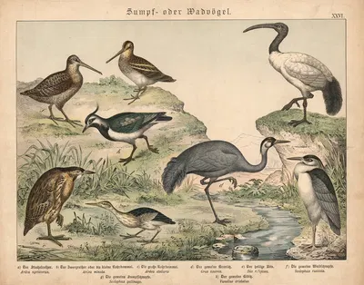 Sumpf- oder Wadvögel by Gotthilf Heinrich von Schubert, 1877 — digital art print download