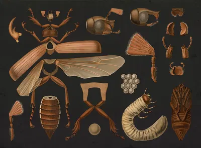 Cockchafer (Melolontha melolontha) by Gottlieb von Koch, 1910 — digital art print download