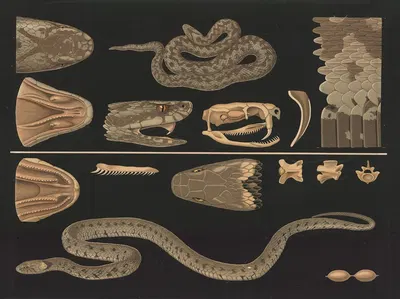Adder (Vipera berus), Grass snake (Natrix natrix) by Gottlieb von Koch, 1910 — digital art print download