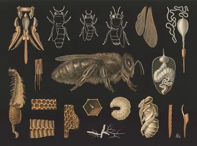 Western honey bee (Apis mellifera) by Gottlieb von Koch, 1910 — digital art print download