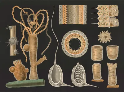 Fresh-water polyp (Hydra vulgaris) by Gottlieb von Koch, 1910 — digital art print download