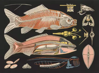 Common carp (Cyprinus carpio) by Gottlieb von Koch, 1910 — digital art print download