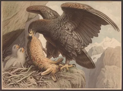 Golden eagle by H. Springer, 1890 — digital art print download