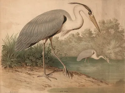 Heron (Ardea cinerea) by H. Springer, 1880 — digital art print download