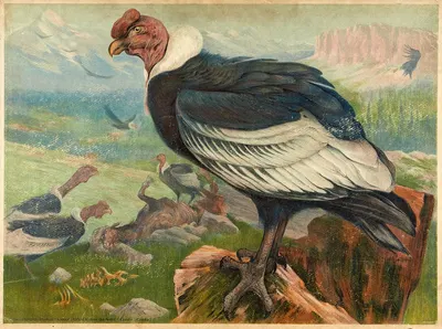 Condor (Sarcoramphus gryphus) by Hans Schmidt, 1890 — digital art print download