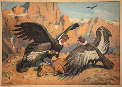 Condor by Hans Schmidt, 1890 — digital art print download