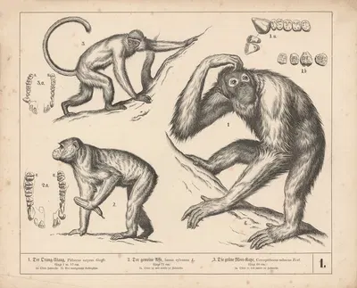 1. Der Orang-Utang. 2. Der gemeine Affe. 3 Die grüne Meer-Katze. by Генрих Лейтеман, 1882 — digital art print download