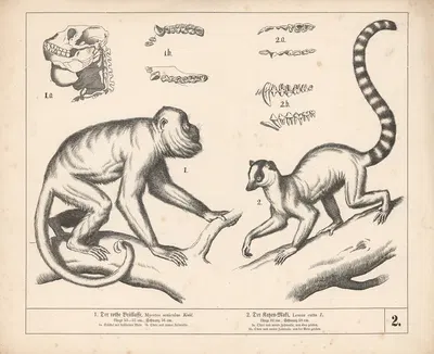 1. Der rothe Brüllaffe. 2. Der Katzen-Maki. by Генрих Лейтеман, 1882 — digital art print download