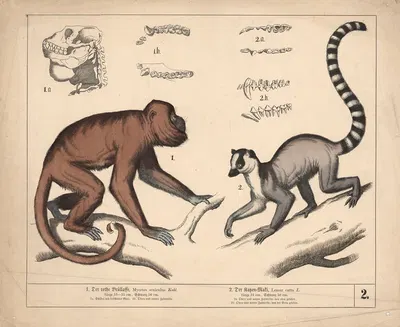 1. Der rothe Brüllaffe. 2. Der Katzen-Maki by Генрих Лейтеман, 1882 — digital art print download