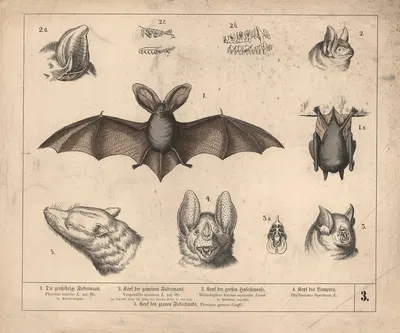 1. Die grossöhrige Fledermaus. 2. Kopf der gemeinen Fledermaus. 3- Kopf der grossen Hufeisennase. 4. Kopf des Vampyrs. by…