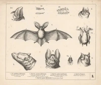 1. Die grossöhrige Fledermaus. 2. Kopf der gemeinen Fledermaus. 3- Kopf der grossen Hufeisennase. 4. Kopf des Vampyrs by…