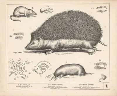 1. Der gemeine Igel. 2. Die Wasser-Spitzmaus. 3. Der gemeine Maulwurf. by Heinrich Leutemann, 1882 — digital art print…