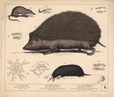 1. Der gemeine Igel. 2. Die Wasser-Spitzmaus. 3. Der gemeine Maulwurf by Генрих Лейтеман, 1882 — digital art print download