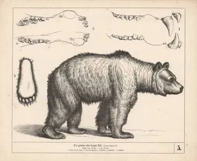 Der gemeine oder braune Bär. by Генрих Лейтеман, 1882 — digital art print download