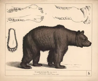 Der gemeine oder braune Bär by Генрих Лейтеман, 1882 — digital art print download