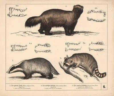 1. Der gemeine Dachs. 2. Der nordische Vielfrass. 3. Der gemeine Waschbär. by Генрих Лейтеман, 1882 — digital art print…