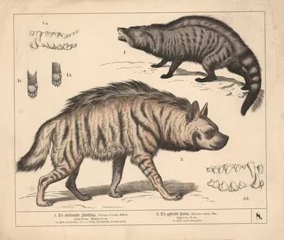 1. Die afrikanische Zibethkatze. 2. Die gestreifte Hyäne. by Генрих Лейтеман, 1882 — digital art print download