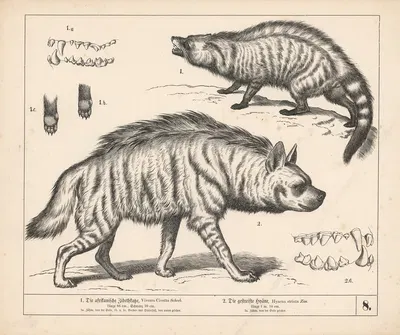 1. Die afrikanische Zibethkatze. 2. Die gestreifte Hyäne by Генрих Лейтеман, 1882 — digital art print download