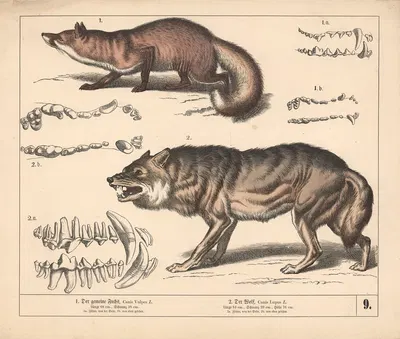 1. Der gemeine Fuchs. 2. Der Wolf. by Генрих Лейтеман, 1882 — digital art print download