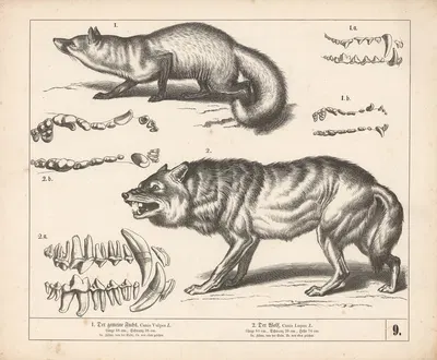 1. Der gemeine Fuchs. 2. Der Wolf by Генрих Лейтеман, 1882 — digital art print download