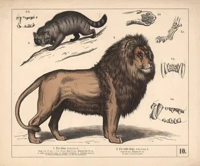 1. Der Löwe. 2. Die wilde Katze by Генрих Лейтеман, 1882 — digital art print download