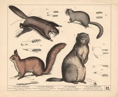 1. Das gemeine Eichhörnchen. 2. Das gemeine Flughörnchen. 3. Der Siebenschläfer. 4. Das gemeine Murmelthier by Генрих…