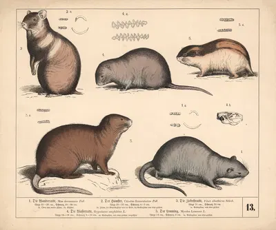 1. Die Wanderratte. 2. Der Hamster. 3. Die Ziebeth-ratte. 4. Die Wasserratte. 5. Der Lemming. by Генрих Лейтеман, 1882 —…