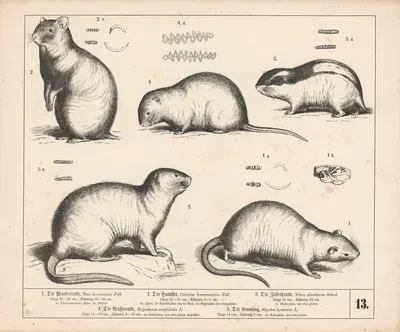 1. Die Wanderratte. 2. Der Hamster. 3. Die Ziebeth-ratte. 4. Die Wasserratte. 5. Der Lemming by Генрих Лейтеман, 1882 —…