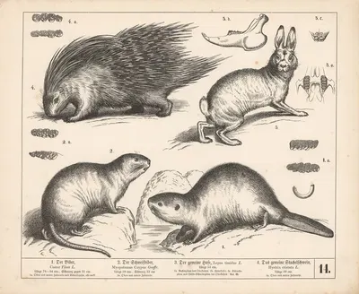 1. Der Biber. 2. Der Schweifbiber. 3. Der gemeine Hase. 4. Das gemeine Stachelschwein. by Heinrich Leutemann, 1882 —…