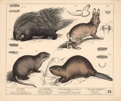 1. Der Biber. 2. Der Schweifbiber. 3. Der gemeine Hase. 4. Das gemeine Stachelschwein by Генрих Лейтеман, 1882 — digital…