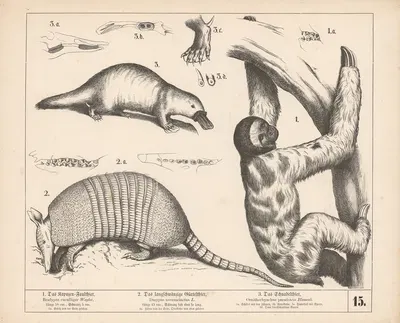 1. Das Kapuzen-Faulthier. 2. Das langschwanzige Gürtelthier. 3. Das Schnabelthier. by Генрих Лейтеман, 1882 — digital art…
