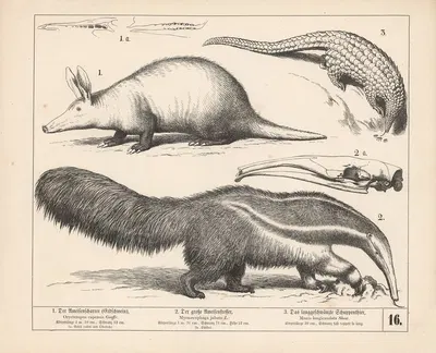 1. Der Ameisenscharrer (Erdschwein). 2. Der grosse Ameisenfresser. 3. Das langgeschwänzte Schuppenthier. by Генрих…