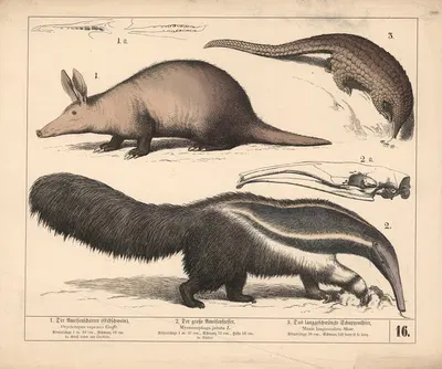 1. Der Ameisenscharrer (Erdschwein). 2. Der grosse Ameisenfresser. 3. Das langgeschwänzte Schuppenthier by Генрих Лейтеман,…
