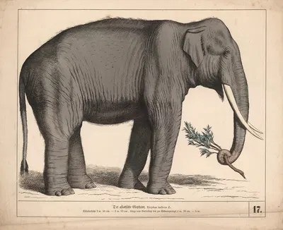 Der asiatische Elephant. by Heinrich Leutemann, 1882 — digital art print download