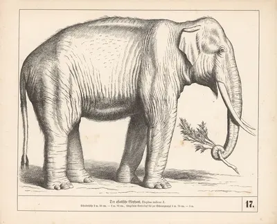 Der asiatische Elephant by Генрих Лейтеман, 1882 — digital art print download