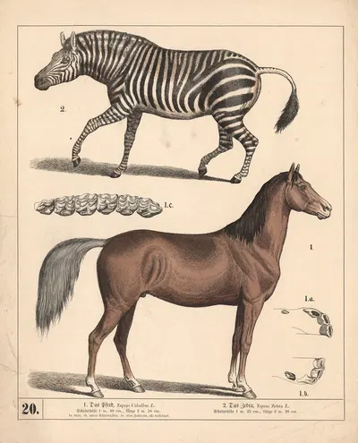 1. Das Pferd. 2. Das Zebra. by Генрих Лейтеман, 1882 — digital art print download