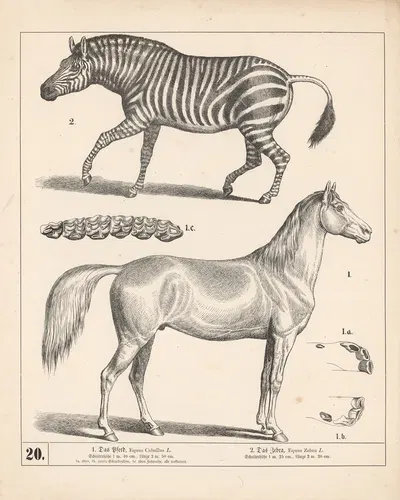 1. Das Pferd. 2. Das Zebra by Генрих Лейтеман, 1882 — digital art print download
