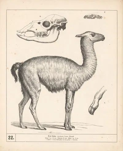 Das Lama. by Генрих Лейтеман, 1882 — digital art print download