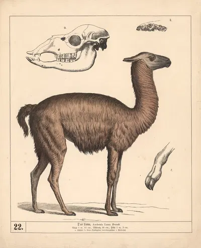 Das Lama by Генрих Лейтеман, 1882 — digital art print download
