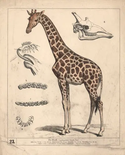 Die Giraffe. by Генрих Лейтеман, 1882 — digital art print download