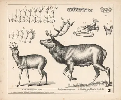 1. Der Edelhirsch. 2. Das Reh. 3. Allmälige Entwickelung der Geweihe des Damhirsches. by Генрих Лейтеман, 1882 — digital…